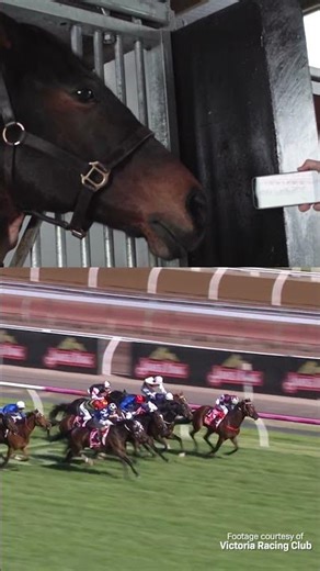 Son Of Deep Impact Watches His G1 Win At Flemington