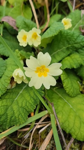 Jardim Monte Formoso on Instagram: "Não há tempestade que assuste as Prímulas (Primula acaulis). É por isso que elas são “as primeiras”, tal como o nome sugere: Primula vem de ‘primeiro’ e acaulis — o seu epíteto específico — indica que a flor nasce rente ao solo, sem caule aparente, uma estratégia que as protege do vento e do frio. Ao contrário das prímulas ornamentais muito coloridas que vemos em viveiros, a Primula acaulis silvestre tem flores mais suaves (amarelo-pálido), integrando-se discr