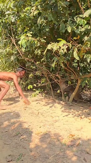 monkey funny video 44 | Ebrahim Hossain