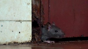 Download Rats are rodents which are omnivorous animals for free