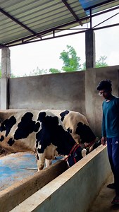 Solar System On Dairy Farm 😍 #dairyfarming #dairy #dairyfarm #farmer #farming #cow #hfcow #dairybussiness #transportcows #sickcow #tractors #powertrce #ghorawal_sonbhadra #ghorawal #ghorawalmarket #rain #minivlog #reel #villagevlog #ambujsinghgureth | Ambuj Singh Gureth