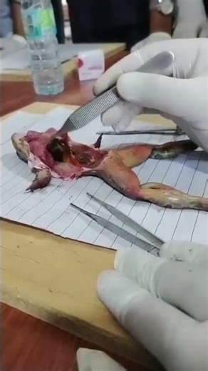 Biology Practical Class 9 & 10 | Frog Dissection & Body Parts Explained | Board Exam Preparation