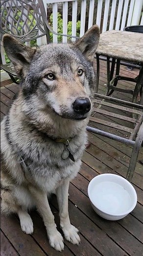 How Big are Wolves? #petwolf #wolfpup #wolfdog