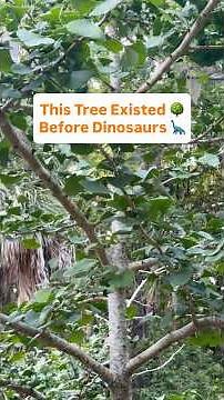 This Tree Existed Before Dinosaurs #fruittrees #gardening #growyourownfood #trees