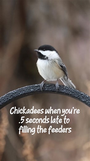 Chickadee Reactions in Backyard Birding
