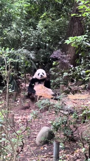 一起来参观成都大熊猫繁殖基地 .熊猫爬树 .大熊猫自然保护区 .