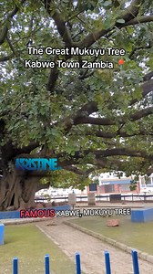 The Great Kabwe Mukuyu Tree 📍 Beautiful Kabwe Town Zambia Kristine Zm #Kabwe #mukuyutree #bethebrand #love #Zambia #life | Kristine Zm