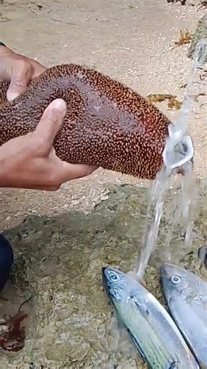 What's Inside a GIANT Sea Cucumber?! (Warning) 🤯