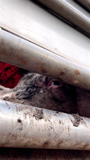 Who do you see behind these pleading eyes? 📹 Guadalajara Animal Save | Animal Save Movement