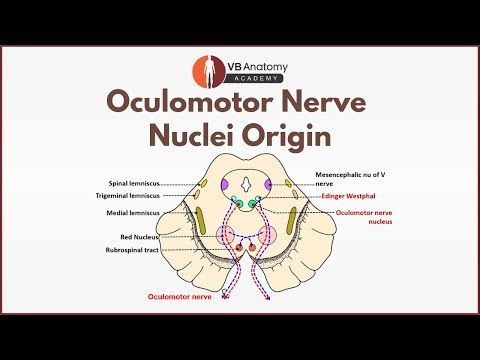 Origin of Oculomotor Nerve Nuclei | Motor & Edinger–Westphal Explained | Dr Vaishaly Bharambe