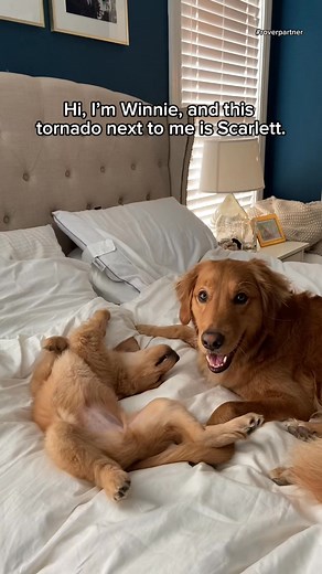 Find a sitter who knows your pet by name and by heart on Rover.com 💛 Get $25 off your first booking with code GOLDENS25! | Winnie & Scarlett