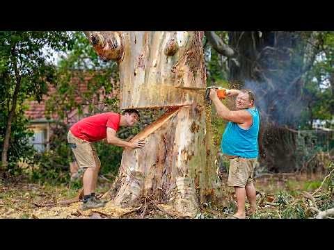 Idiots With Chainsaws: Tree Cutting Fails | Extreme Dangerous Logging Truck Fails #50