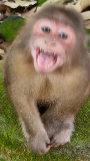 While baby mpnkey Baila h-ungry, She noisy sound | Monkey Care