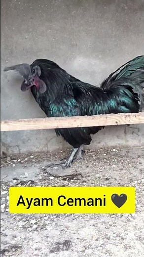 Ayam Cemani 🖤