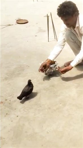 Pigeon Training in 7 Days: I Was Wrong About This Secret Method