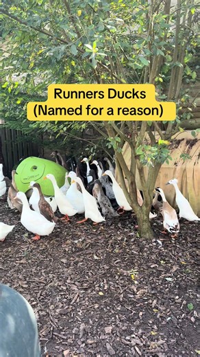 Runner Ducks Meet Commercial Egg-Laying Ducks