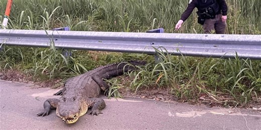 Deputies remove massive gator from highway… twice in the same day