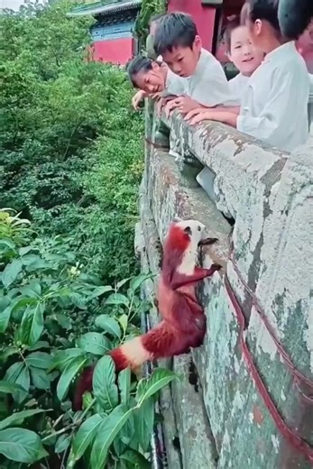 La ardilla voladora gigante roja o ardilla voladora gigante común es una especie de ardilla voladora encontrada en Asia. Es de color rojo oscuro con las extremidades negras y puede crecer hasta una longitud de cabeza y cuerpo de 42 cm. Es nocturna, por lo cual es raro verla como en este reel, se alimenta principalmente de hojas, frutas y nueces, y ocasionalmente insectos. No se enfrenta a amenazas particulares, aparte de la destrucción continua de su hábitat. #amoralosanimales #Animales #animals