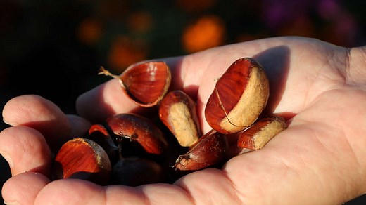 Esskastanien zubereiten – so funktioniert es ganz einfach