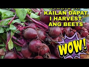 PAANO MAG ANI NG BEETROOT / PAANO MAG HARVEST NG BEETROOT