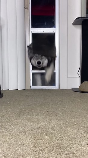 Call his name treats handy #dogsoftiktok #husky #truelove