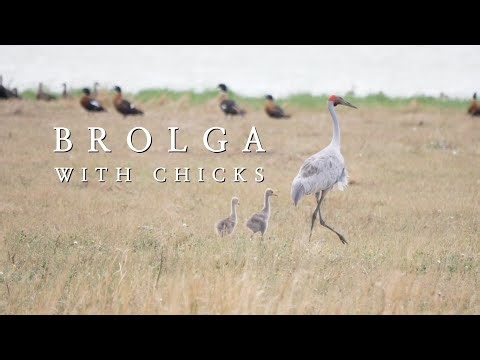 Dancing Brolga with chicks 4K Australian Birds