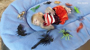 3.1M views · 10K reactions | Awesome About Zuji ReactionWhen She Wake Up See Alot Of Toy Insects | Monkey Dodo | Facebook