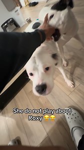 Don’t play about Roxy 😂😂😂 | Roxy and Remi