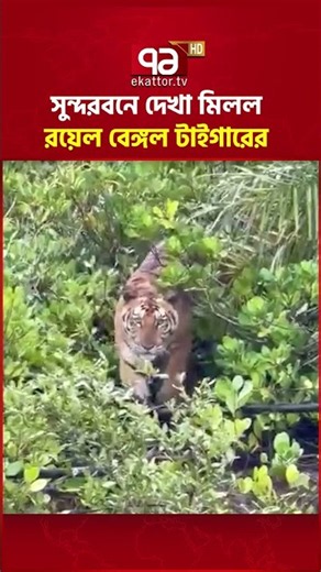 সুন্দরবনে দেখা মিলল রয়েল বেঙ্গল টাইগারের #tiger #sundarban #ekattortv #reels