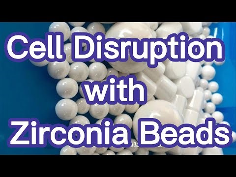 Cell Disruption with Zirconia Beads: An Efficient Method for Extracting Intracellular Contents