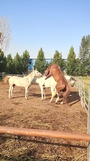 1.6M views · 4.9K reactions | riding #horse #riding #horsebackriding #horselover #horsegirl #horseboy #equestrian #horseshow #pony #stable #barn #tack #westernriding #englishriding #dressage #showjumping #eventing #trailriding #enduranceriding #reining #barrelracing #cutting #cowhorse #polo #horserescue #horseadoption | Julianoy | Facebook