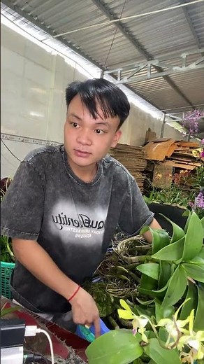 THỎ VÀNG #hoalandep ☎️0903177978
