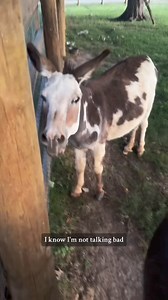 Donkey Romance: Day 25 | Katie Van Slyke