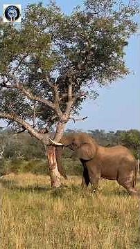 Unique Facts About The Top 5 Largest Land Animals in The World