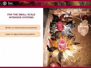 Family poultry production - Assessing poultry systems