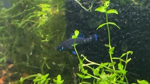 Pygmy sunfish are underrated gems in this hobby