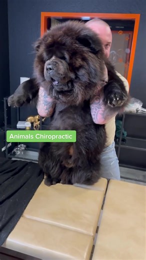 Chiropractic Services for Dogs: Animal Wellness