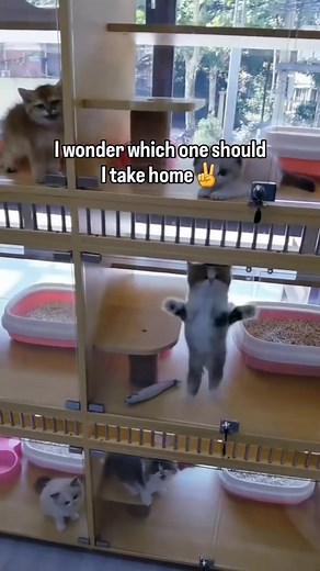 Adorable Cat Memes to Brighten Your Day