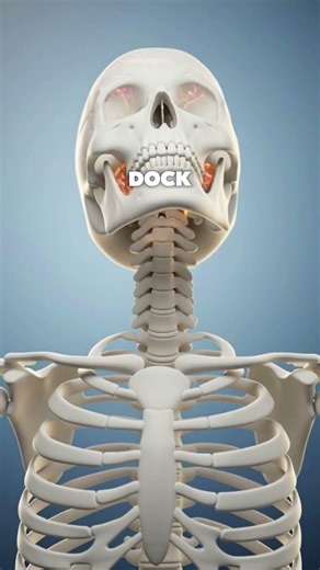 How neurons transmit signals #skeleton