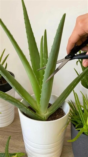 Aloe Vera, Achtung: Mach niemals diesen Fehler – du musst sie innerhalb einer Woche wegwerfen | Omas Rezepte und Tipps