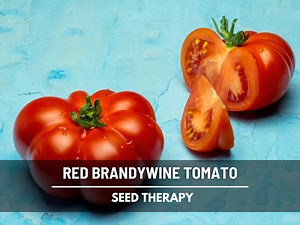 Brandywine Red Tomato Seeds – Heirloom Vegetable, Indeterminate, Classic Red Tomato (50 Seeds) - Etsy
