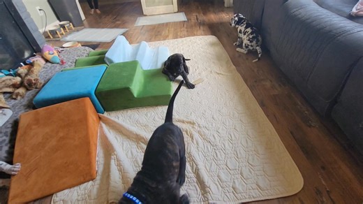 Didi is seriously something. Shes so sweet and loving, but also so sassy and spunky! She loves to play, but will also cuddle for hours on end. Shes the last one of the bunch, shes black with some white on her chest and toes. Shes perfect! She will be ready to join you for Thanksgiving dinner! Who wouldnt want to bring something as cute as her to a big family gathering?! Forget the pumpkin pie, take a puppy! 🩷 Akc Vetted Chipped Potty training Ens training puppy pack Raised in our home Great wit