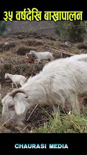 goat farming in nepal#shortvideo #farming #village