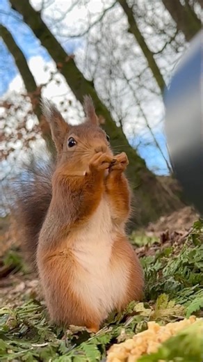 41K views · 4.2K reactions | Embracing the Arrival of Spring: With the sun shining brightly and the promise of warmer days, this little squirrel savors the delights of the season, munching away happily amidst the blossoming forest. | Squirrels by Fotoscenen | Facebook
