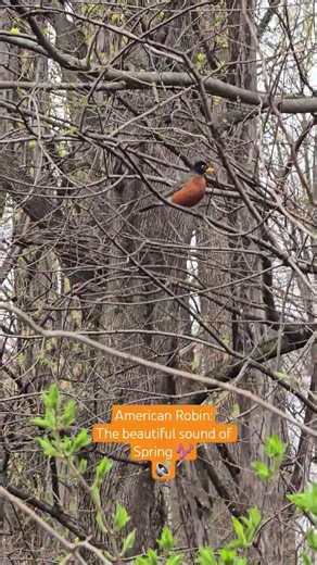American Robin - The beautiful sound of Spring 🎶