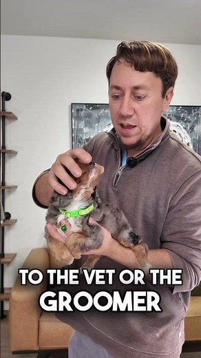 🧠 Early Neurological Stimulation: Building Confidence From the Start 🐾