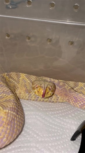 Heute ist mal wieder Putztag! Und diese kleine Diva hat immer gute Laune! Crotalus adamanteus (Hypo) albino.