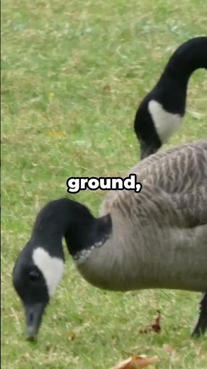 Geese Use Teamwork to Survive and Migrate | Did you know? #animals #animalfacts