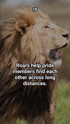 Do Lions Roar Because They’re Angry? The Real Science