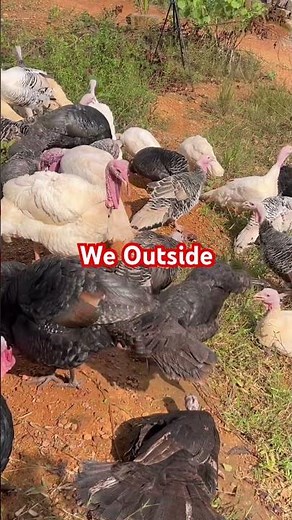 It Is Not Too Late To Start Turkey Farming #turkeyfarming